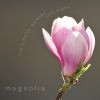 Download track Magnolia