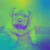 Download track Debonair Music For Relaxing Your Dog