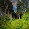 Download track Neural Forest (A Synaptic Journey)