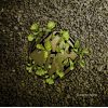 Download track Green Hope