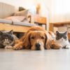 Download track Gentle Tunes For Pets' Rest