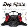 Download track Soft Music For Pets While You're Away