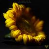 Download track Sunflower Eyes