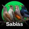 Download track Sabiá Poca - Canto Atraente Para Criadores