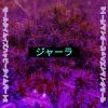 Download track 'm A Ll'T I M E I S H A P P Y T I M E