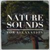 Download track Sounds From A Grove: Spring, Winds And The Blackbird