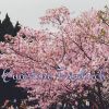 Download track A Cloud
