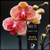 Download track The Path To The Sun (Original Mix)