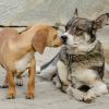 Download track Gentle Music Soothes Furry Ears