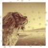 Download track Suave Keeping Your Dog Happy