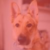 Download track Dream Like Ambiance For Cute Dogs