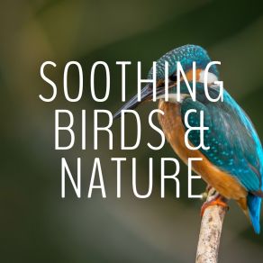 Download track Spring Birds Sounds Calm Bird Sounds
