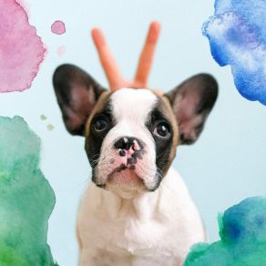 Download track Atmospheric Backdrops For Well Trained Dogs Relaxing Dogs