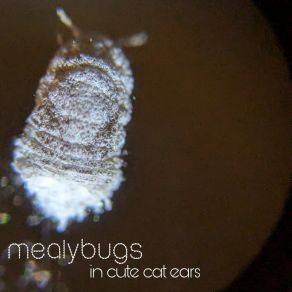 Download track Between The Trees Mealybugs