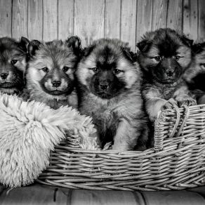 Download track Fun Relaxing Pups Music For Dogs
