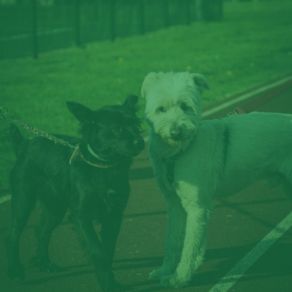 Download track Energetic Ambience For Cute Dogs Music For Calming Dogs