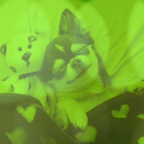 Download track Debonair Ambiance For Calming Dogs Music For Dogs Radio