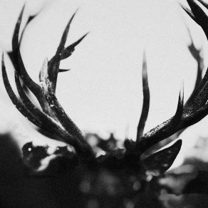Download track Blood Trails To Love Ihsahn