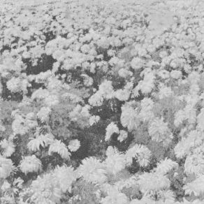 Download track Transcience And Decay Abandoned Bees