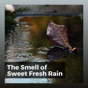 Download track 30 Beautiful Raining Sounds, Pt. 19 Rain Is My Life
