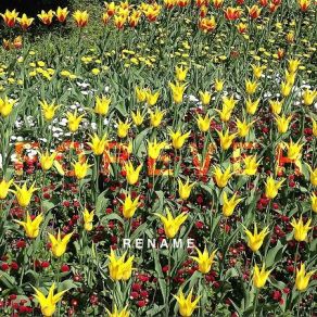 Download track Not Just A Dream Rename