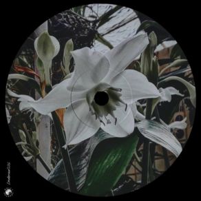 Download track Time To Grow Bajazo
