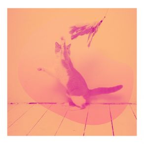 Download track High Class Backdrops For Cozy Kittens Cat Music Dreams