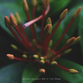 Download track I Am Not A Rock Star Ye Olde Mullahs