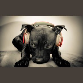 Download track Dernière Danse (Hector Remix)