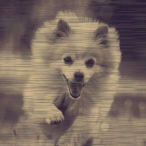 Download track Pulsating Ambience For Relaxing Your Dog Relaxing Music For Dogs