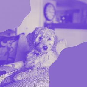 Download track Scintillating Music For Sleepy Pups Relaxing Music For Dogs