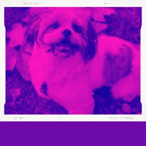 Download track Pulsating Music For Separation Anxiety Relaxing Dog Music Seduction