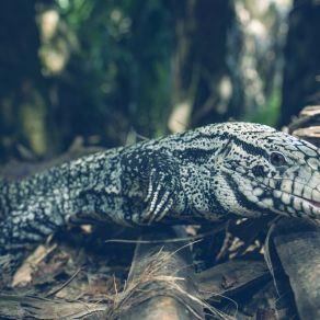 Download track Bugger Off Lizard Eye