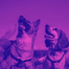 Download track Distinguished Backdrops For Relaxing Pups Music For Dogs