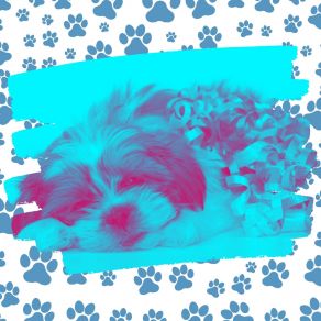 Download track Wicked Backdrops For Relaxing Your Dog Comfortable Doggy Music