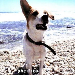 Download track Lo Sai Che Siamo Uguali Pacifico