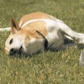 Download track Dictionary Cat Relaxing Master