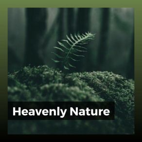Download track Create A Beautiful World Sounds Of The Forest