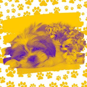 Download track Fun Backdrops For Sleepy Pups Relaxing Dog Music Beats