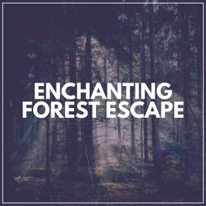 Download track When Does A Rainbow Occur In Nature The Forest Escape