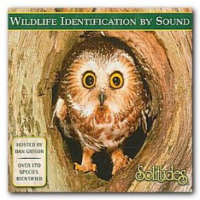 Download track Bobolink Dan Gibson