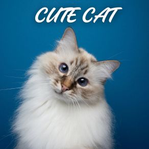 Download track Classify Cat Relaxing Master