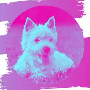 Download track Debonair Music For Cute Puppies Relaxing Dog Music Playlists