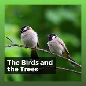 Download track Spring Bird Sounds Bird Sounds