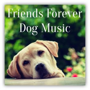 Download track In Line With Me Dog Relaxation