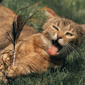 Download track Sending Cat Relaxing Master