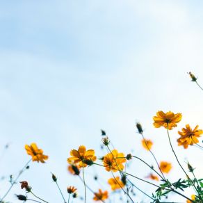 Download track Spring Day Piago
