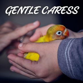 Download track Guarded Cat Relaxing Master