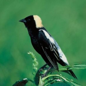 Download track Quiet Time Bobolink