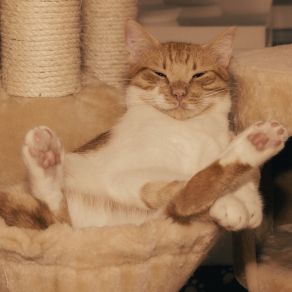 Download track Examples Cat Relaxing Master